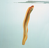 Red bandfish (Cepola sp.) underwater