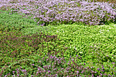 Colourful ground-cover thyme growing as a lawn