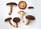 Sooty milk cap mushroom (Lactarius Fuliginosus)