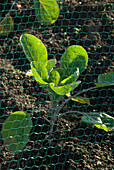 Brussels sprout seedlings protected by netting