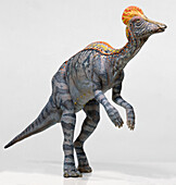 Corythosaurus dinosaur, illustration