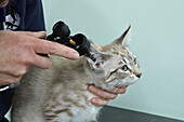 Vet checking the ears of a female kitten