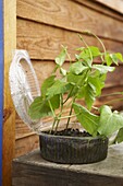 Pumpkin plant in large plastic container