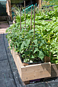 Wooden raised beds containing vegetables