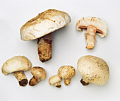 Salt-loving mushroom