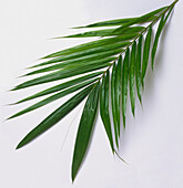 African oil palm leaf (Elaeis guineensis)