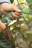 Hand covering blueberry bush with netting