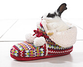 Rabbit sitting in slipper