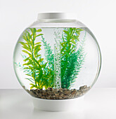 Goldfish bowl containing artificial plants