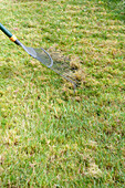 Using brace lawn rake to collect mown grass
