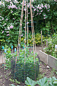 Wigwam of bamboo canes to support sweetpeas