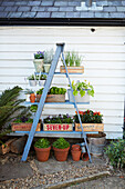 Potted plants placed on step ladder planter