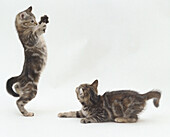 Kitten jumping in the air on it's two hind feet