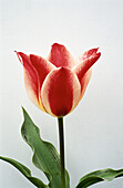 Tulipa 'Plaisir'