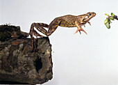 Side view of frog launching itself towards prey