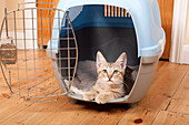 Cat inside cat carrier with door open
