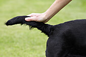Owner checking Labrador's tail