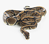 Female royal python (Python regius)