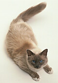 Blue point birman cat lying down