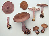 Wood blewit mushroom (Lepista nuda) with Pink Cap