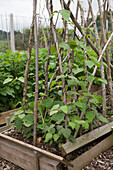 Beans winding up pole supports in wood raised bed