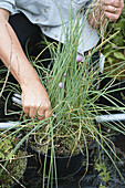 Person cutting back Allium sp. plant in pot