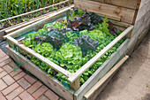 Wood cloche with netting protecting lettuce plants