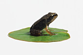 Young frog sitting on a lily pad