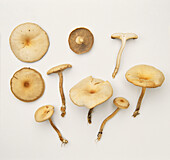 Fragrant funnel mushroom (Clitocybe metachroa)