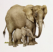 Elephant and calf trunks intertwined, illustration