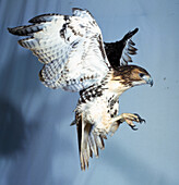 Red-tailed buzzard in flight