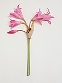 Cape lily