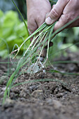 Trimming onion roots from seedlings