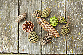 Collection of pine cones on weathered boards