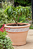 Dwarf peach tree in terracotta pot on a patio