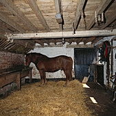 Horse in stable feeding from trough