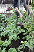 Adding mulch to a flourishing vegetable garden