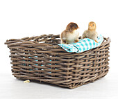Pekin chicks perching on edge of wicker basket