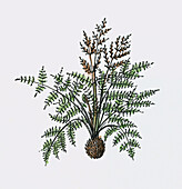 Royal fern (Osmunda), illustration