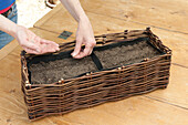 Sowing lettuce seeds in willow weave window box
