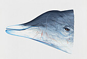 Head of female Hubbs' beaked whale, illustration