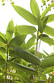 Bamboo (Sasa palmata nebulosa)