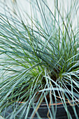 Fescue grass (Festuca glauca 'Intense blue')