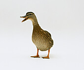 Female mallard duck quacking