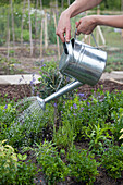 Using watering can to water herbs in box parterre