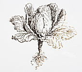 Cabbage (Brassica oleracea), illustration