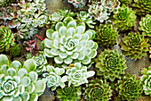 Succulent plants attached to living picture frame