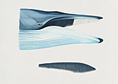Head of fin whale with mouth open, illustration