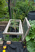 Wood and glass cold frame protecting tomato plants