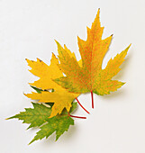Silver maple (Acer saccharinum) autumn leaves